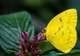 Australian Butterfly Sanctuary