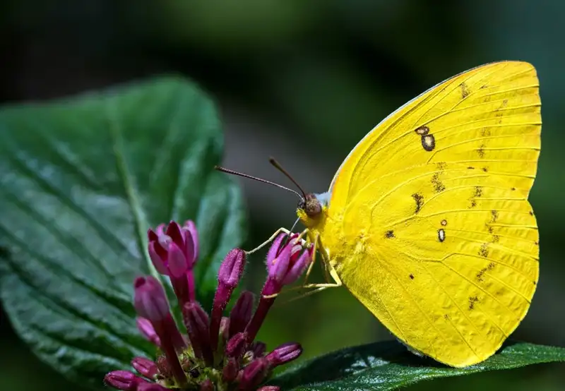 Australian Butterfly Sanctuary