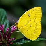 Image related to Australian Butterfly Sanctuary