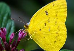 IgluCruise.Application.ViewModels.Shared.WebImageViewModel?.Description