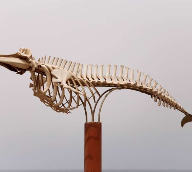 Otago Museum 