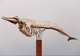 Otago Museum 