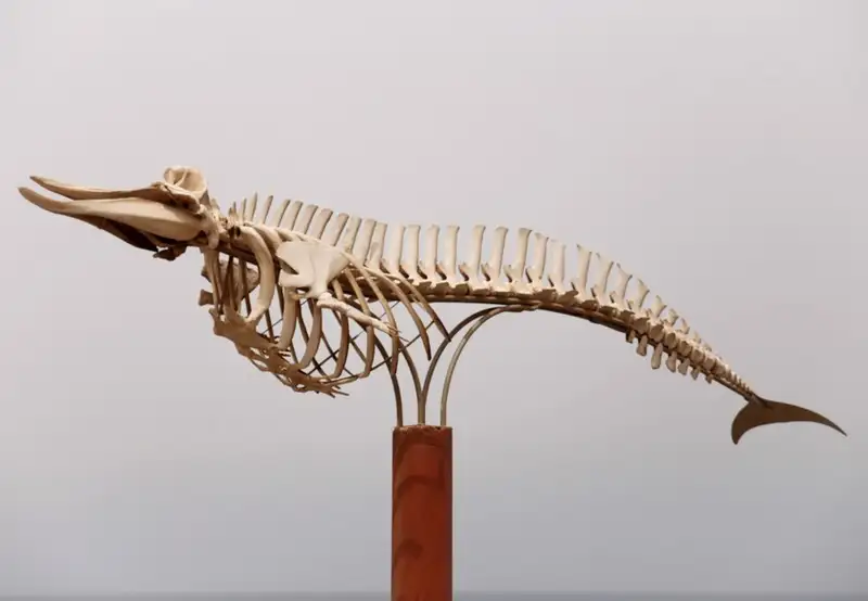 Otago Museum 
