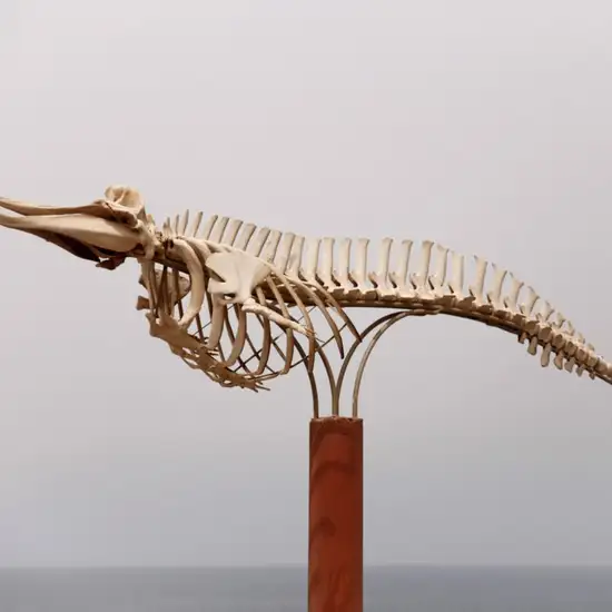 Image related to Otago Museum 