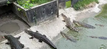 Image related to Sandakan Crocodile Farm