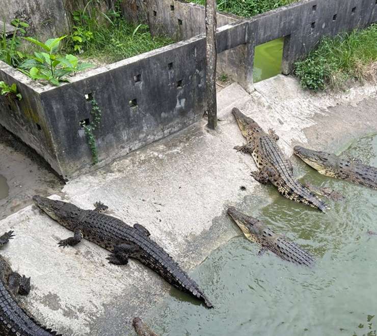 Sandakan Crocodile Farm