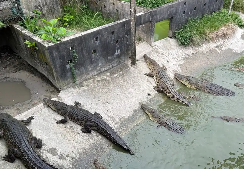 Sandakan Crocodile Farm