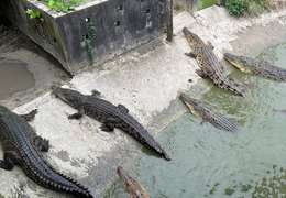 IgluCruise.Application.ViewModels.Shared.WebImageViewModel?.Description