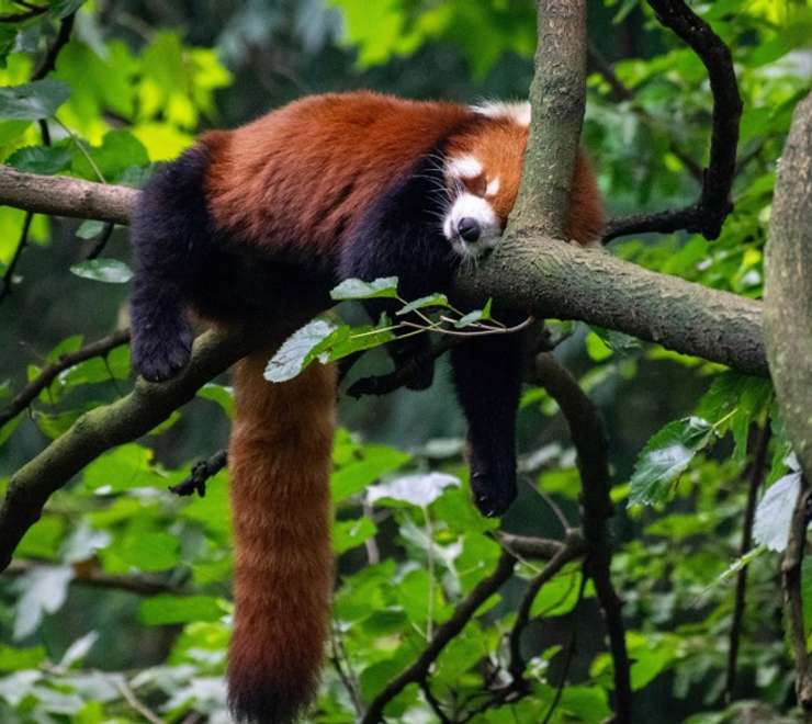Red Panda