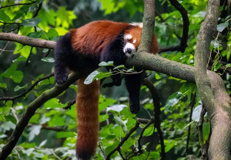 Red Panda