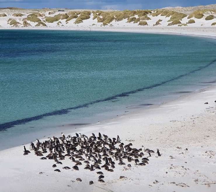 Carcass Island