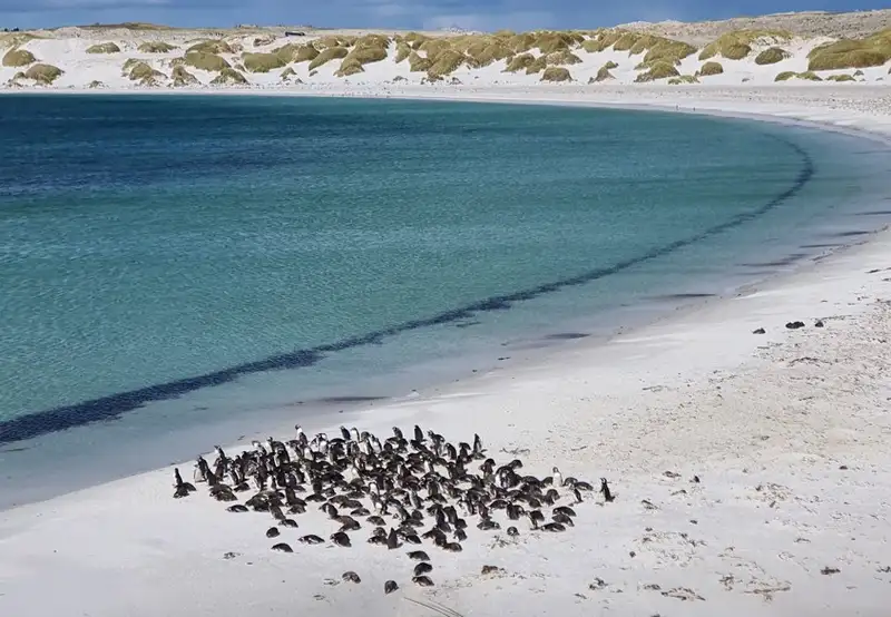 Carcass Island