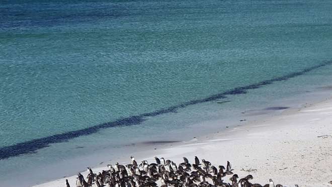 Discover a predator-free Falklands island teeming with penguins and tame birds.