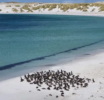 Carcass Island