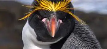 Image related to Search for Macaroni Penguins