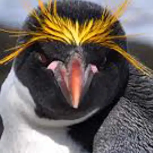 Image related to Search for Macaroni Penguins