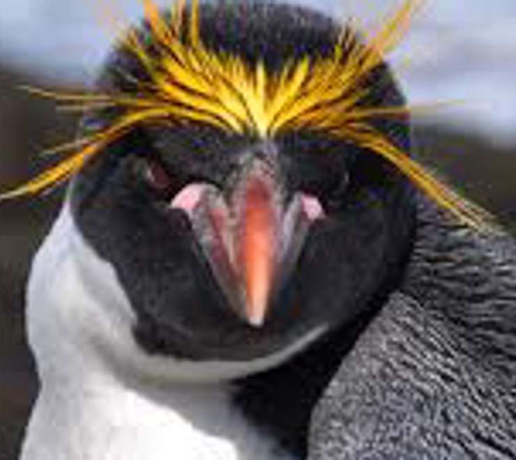 Search for Macaroni Penguins
