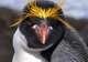 Search for Macaroni Penguins