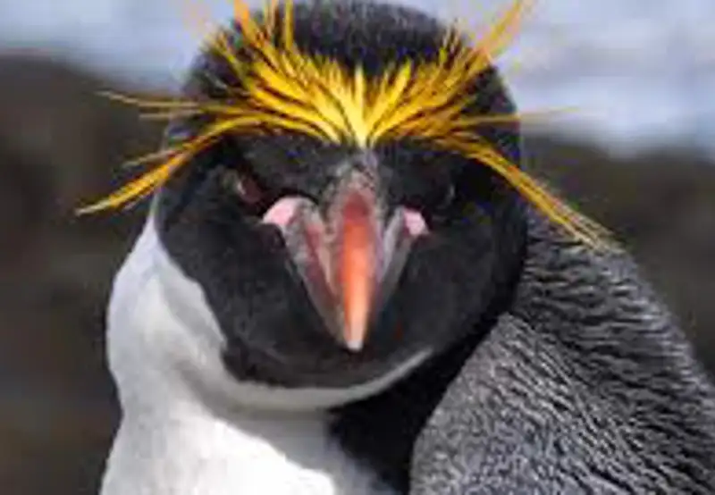 Search for Macaroni Penguins