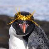 Image related to Search for Macaroni Penguins
