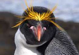 IgluCruise.Application.ViewModels.Shared.WebImageViewModel?.Description