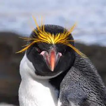 Image related to Search for Macaroni Penguins