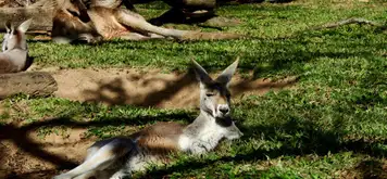 Image related to Red Kangaroos