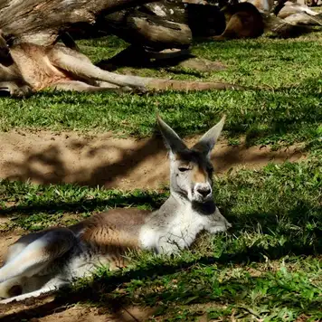 Image related to Red Kangaroos