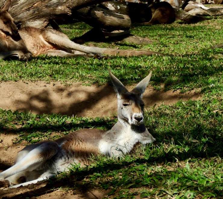 Red Kangaroos