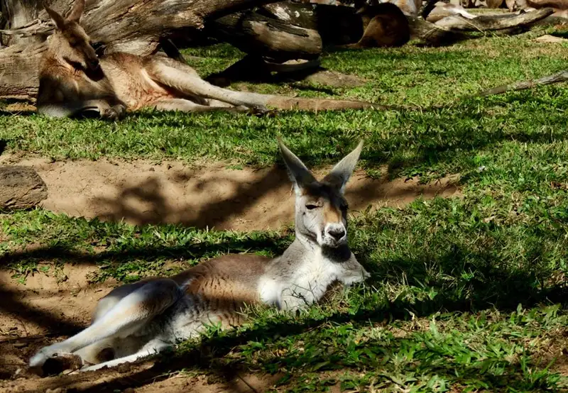 Red Kangaroos