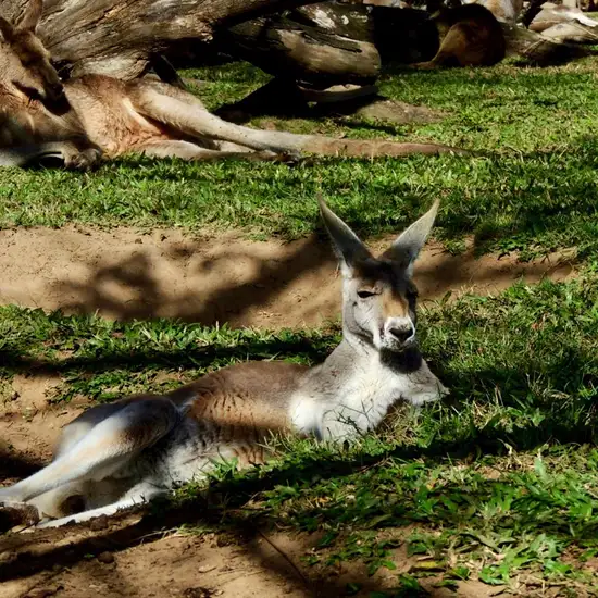 Image related to Red Kangaroos