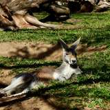 Image related to Red Kangaroos