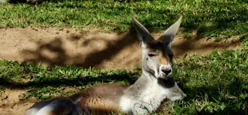 Image related to Red Kangaroos