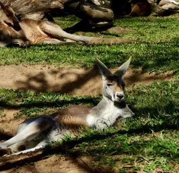 Image related to Red Kangaroos