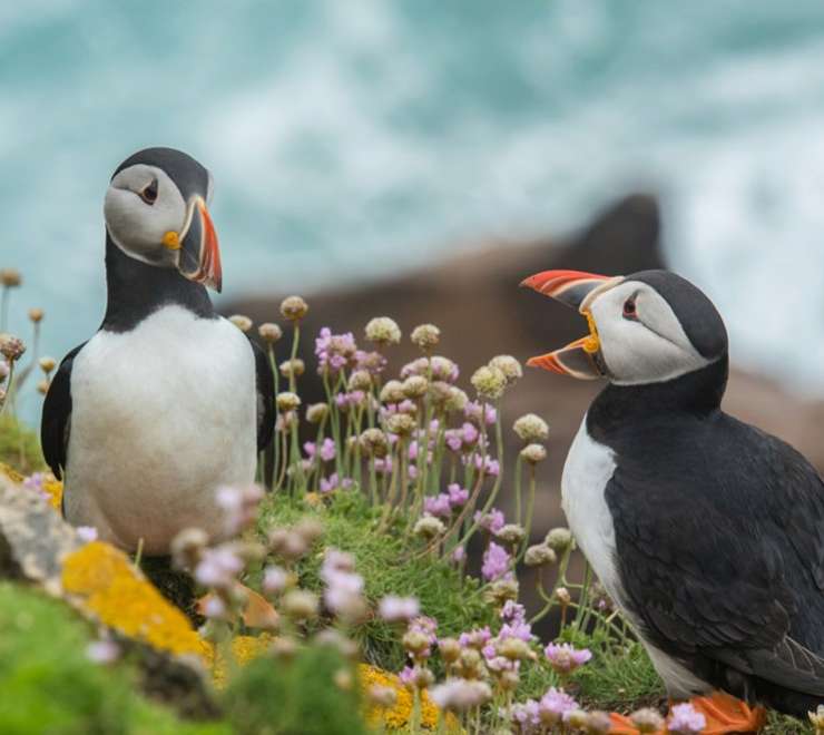 RSPB Troup Head - Scenic Cruising