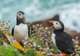 RSPB Troup Head - Scenic Cruising