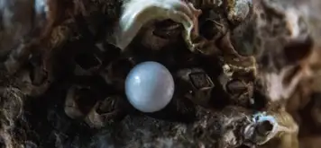Image related to Cozumel Pearl Farm