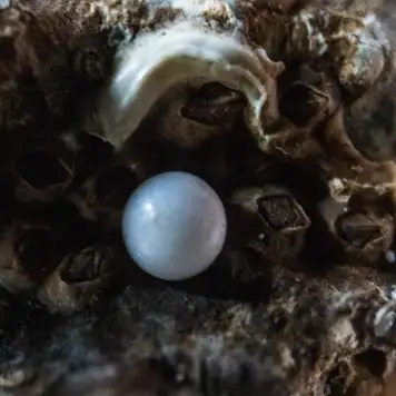 Image related to Image related to Cozumel Pearl Farm