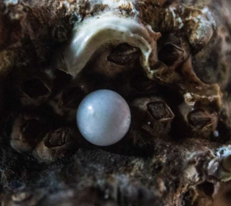 Cozumel Pearl Farm