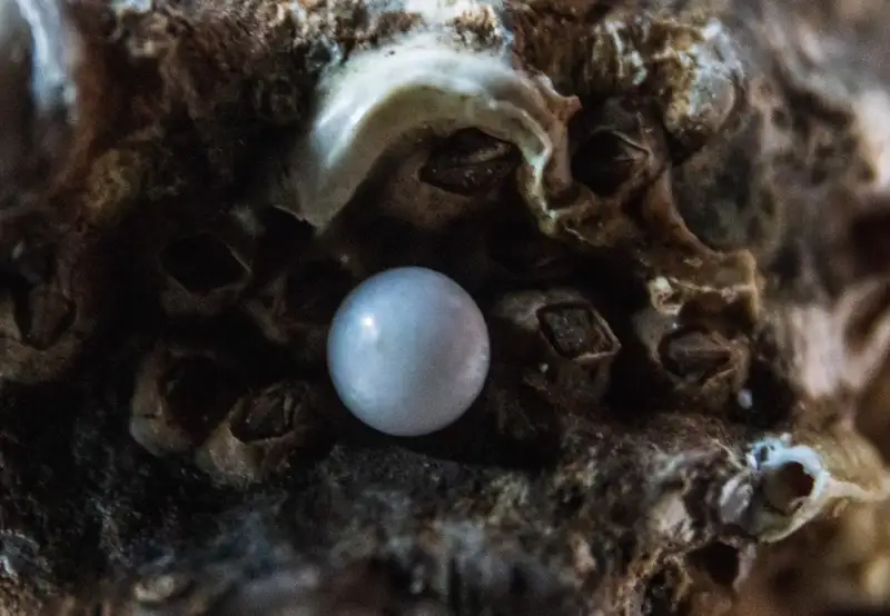 Cozumel Pearl Farm