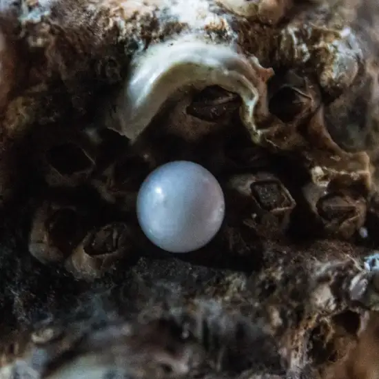 Image related to Cozumel Pearl Farm