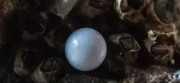 Image related to Cozumel Pearl Farm