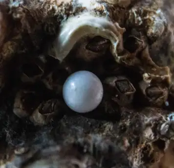 Image related to Cozumel Pearl Farm