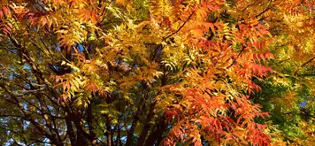 Image related to Gardens