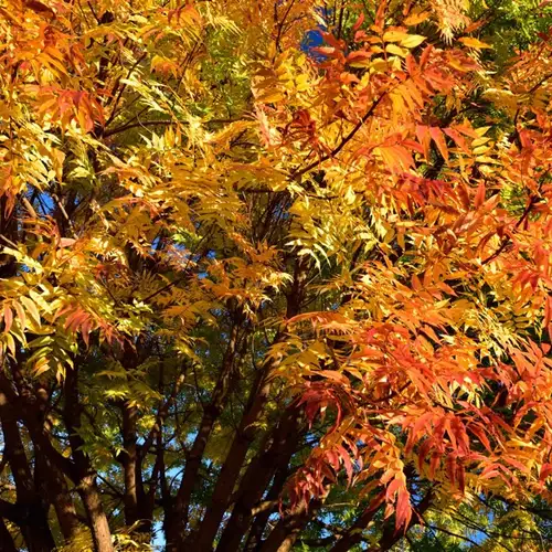 Image related to Gardens