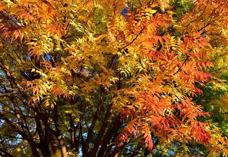 Image related to Gardens