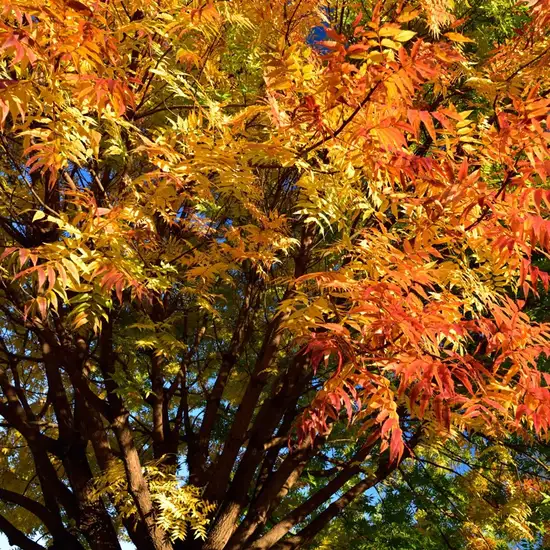 Image related to Gardens