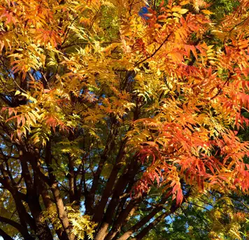 Image related to Gardens