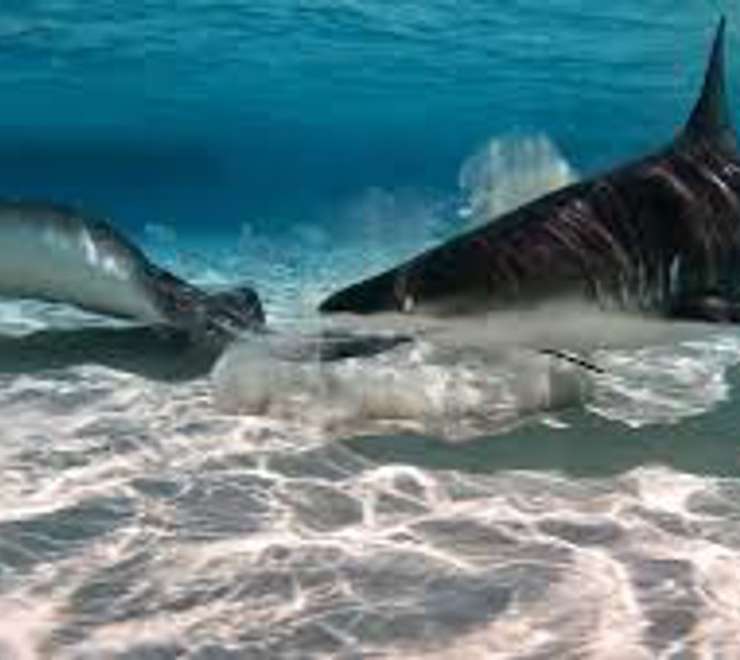 Stingray & Shark Sandbar