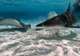 Stingray & Shark Sandbar